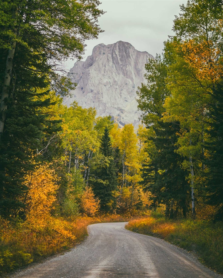 Fall colours along Fernie back roads, Mt Hosmer