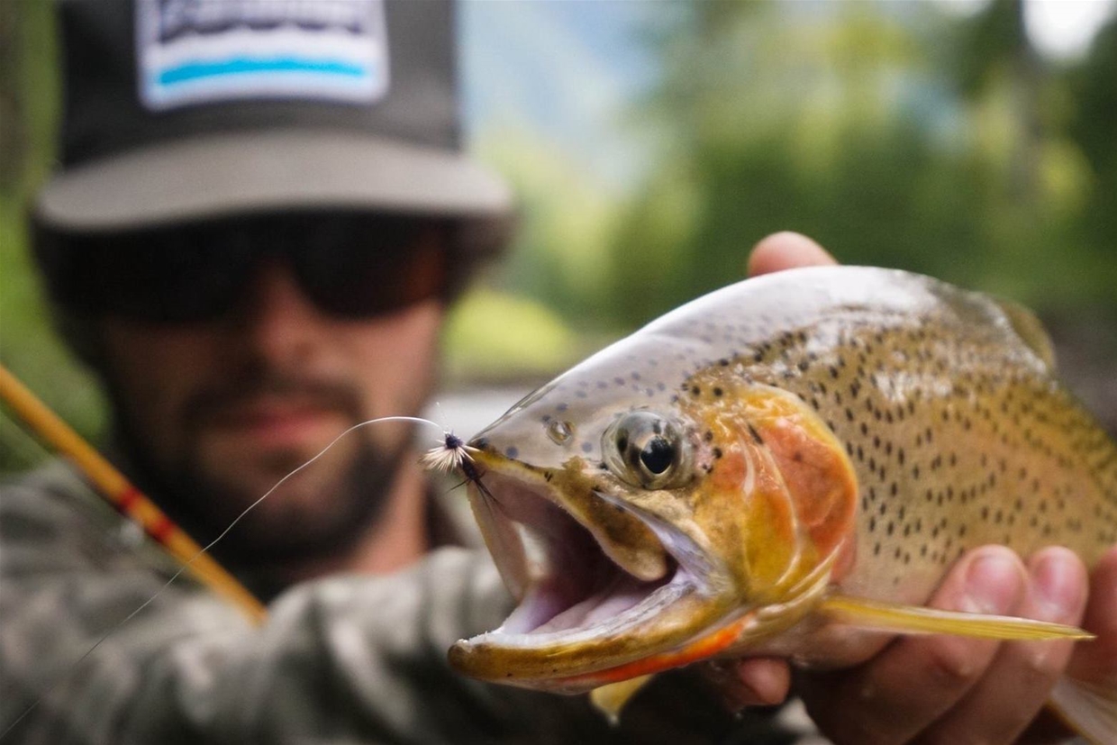 Pure Strain West Slope Cutthroat Trout