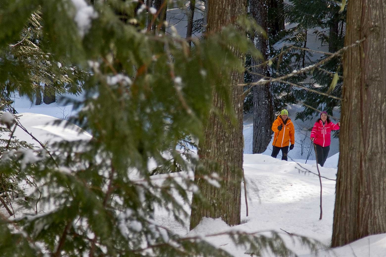 Nordic skiing along side giant cedar trees at Fernie Alpine Resort