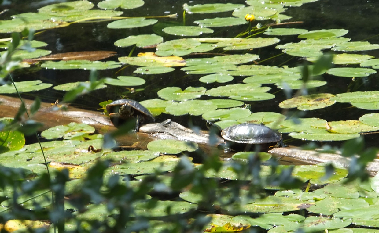 Surveyors Lake - Painted Turtles