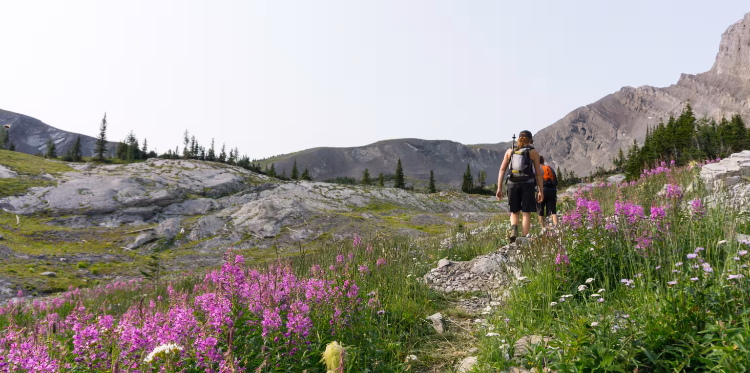 Hikers walking on rocky trail through field of purple wildflowers with mountains.