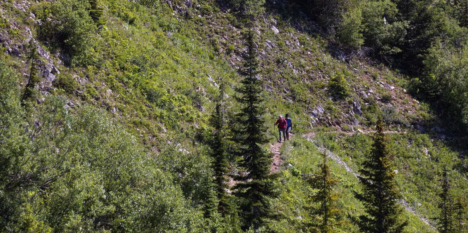 Hiker in distance on a mountain trail surrounded by evergreen trees and greenery.