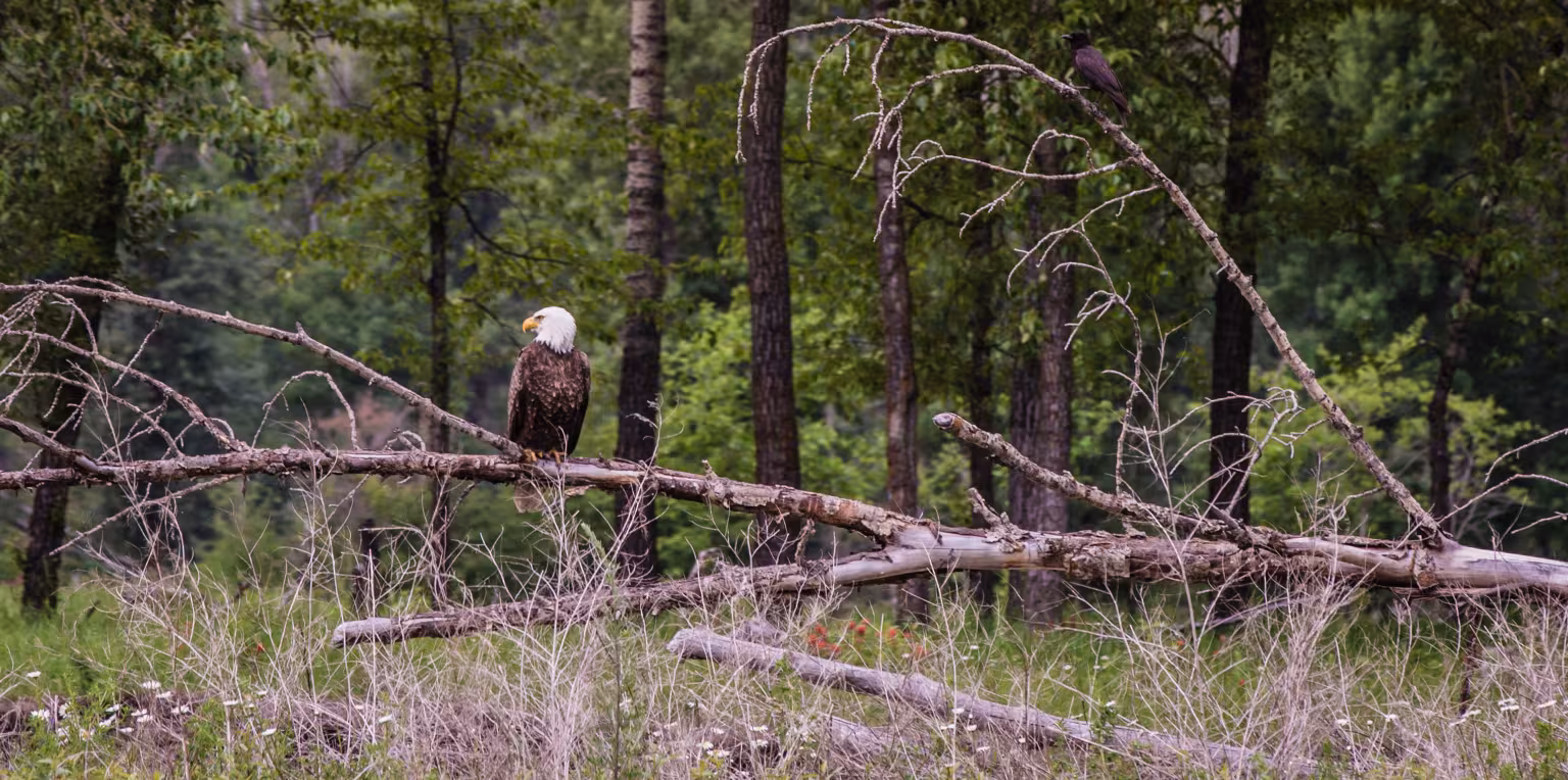 Featured content image