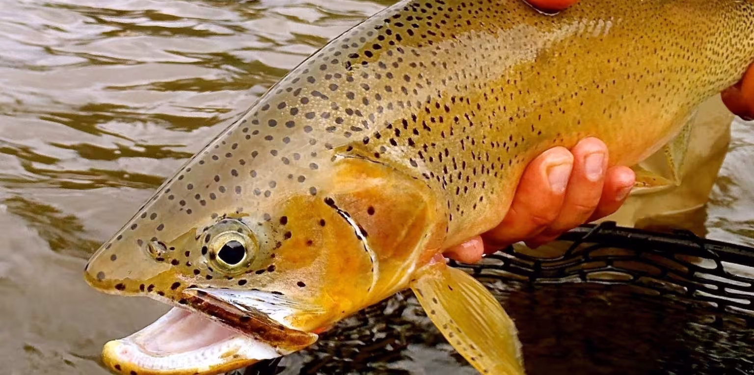 Featured content image