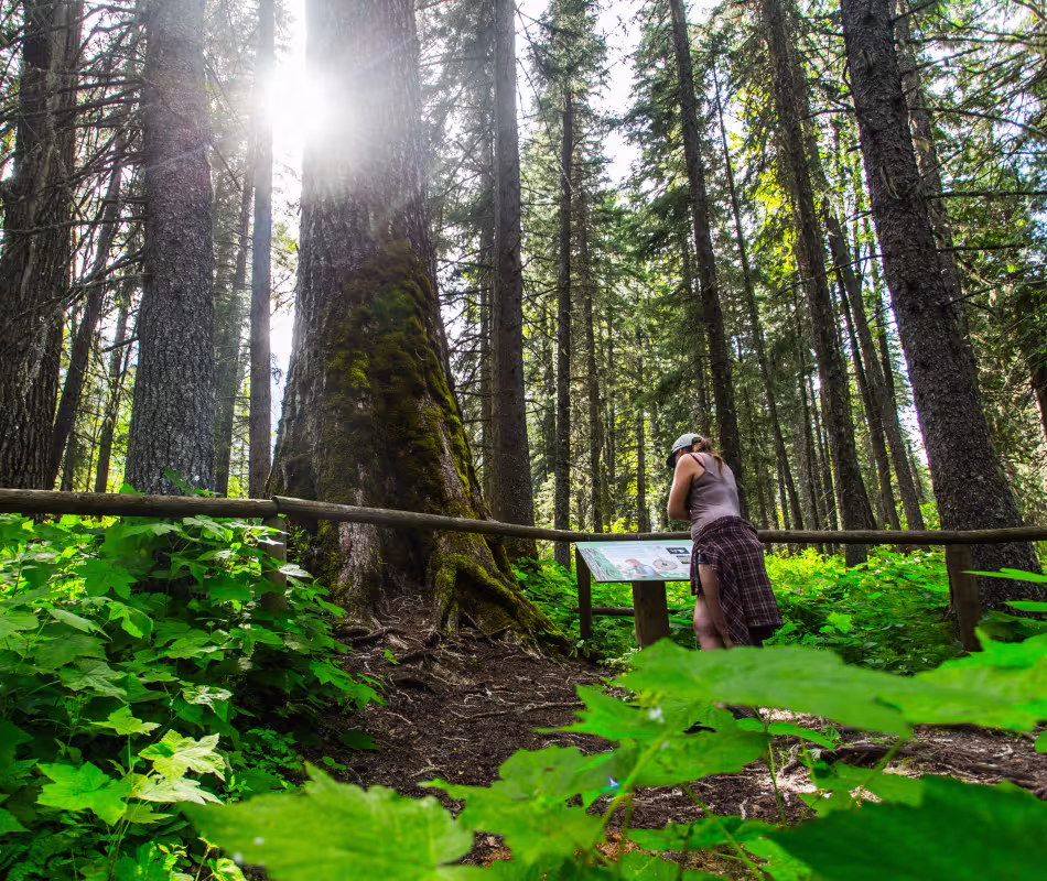 Image for Ancient Cottonwood Trail