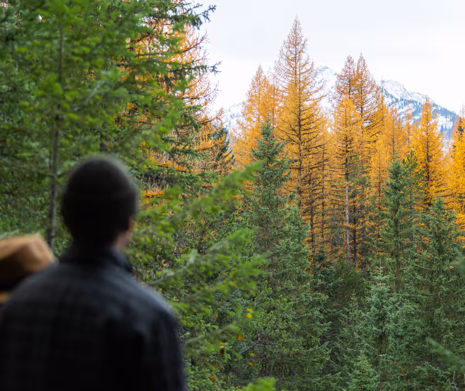 Image for Mt Fernie Provincial Park