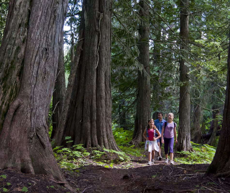 Image for Old Growth Forest