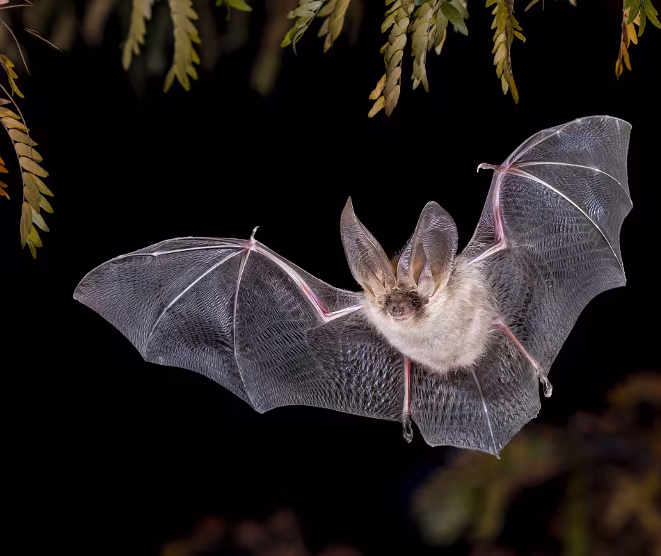 Exhibit Opening: BATS - Out of the Darkness