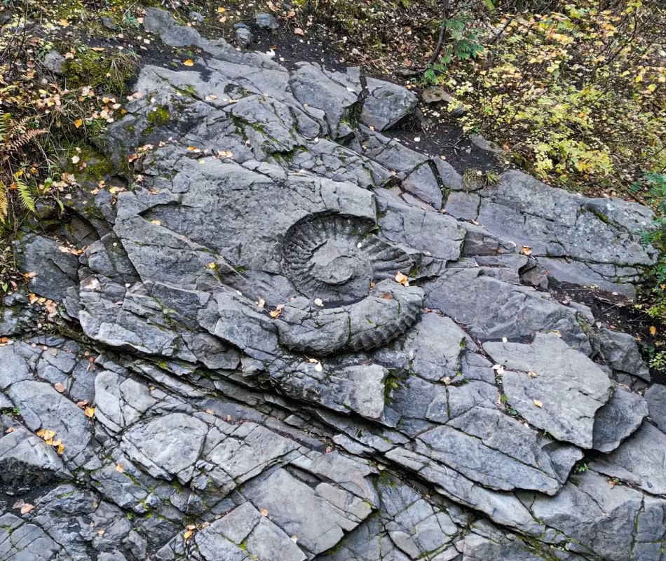 Image for Fernie Ammonite