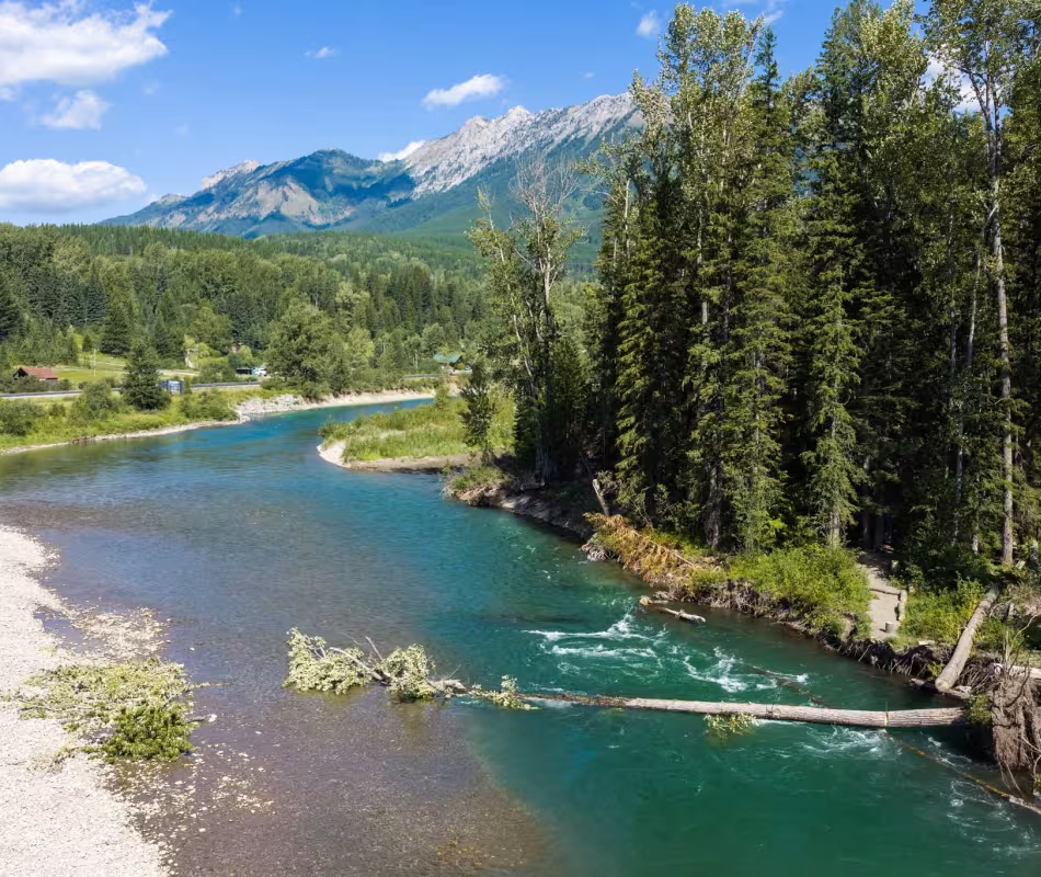 Log Jam on the Elk River