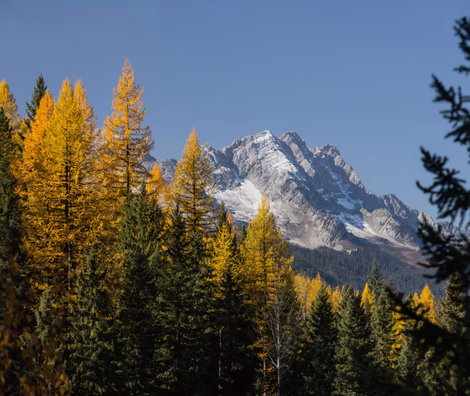 Chasing Golden Giants: Top Spots to See Larches in Fernie This Fall