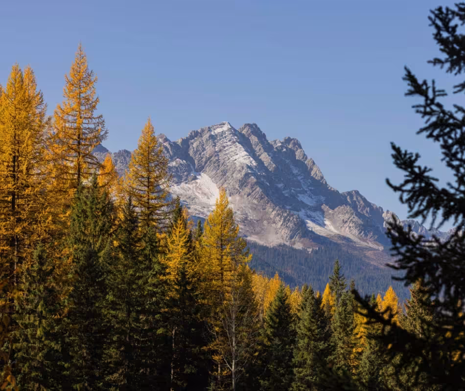 Chasing Golden Giants: Top Spots to See Larches in Fernie This Fall