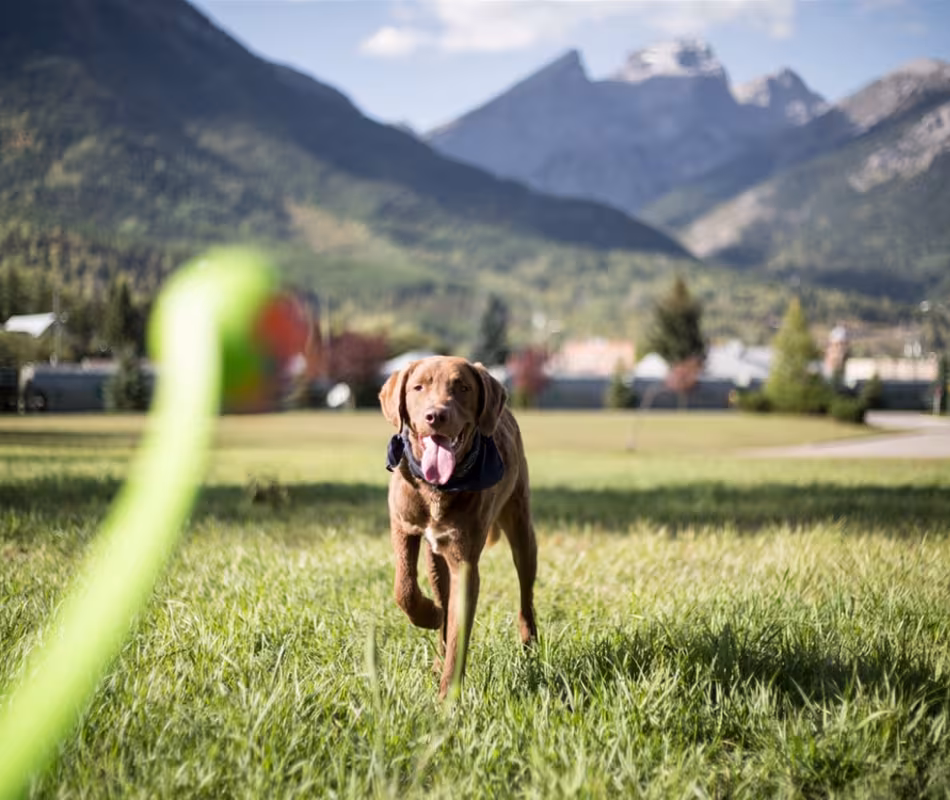 Off-Leash Dog Park In Fernie