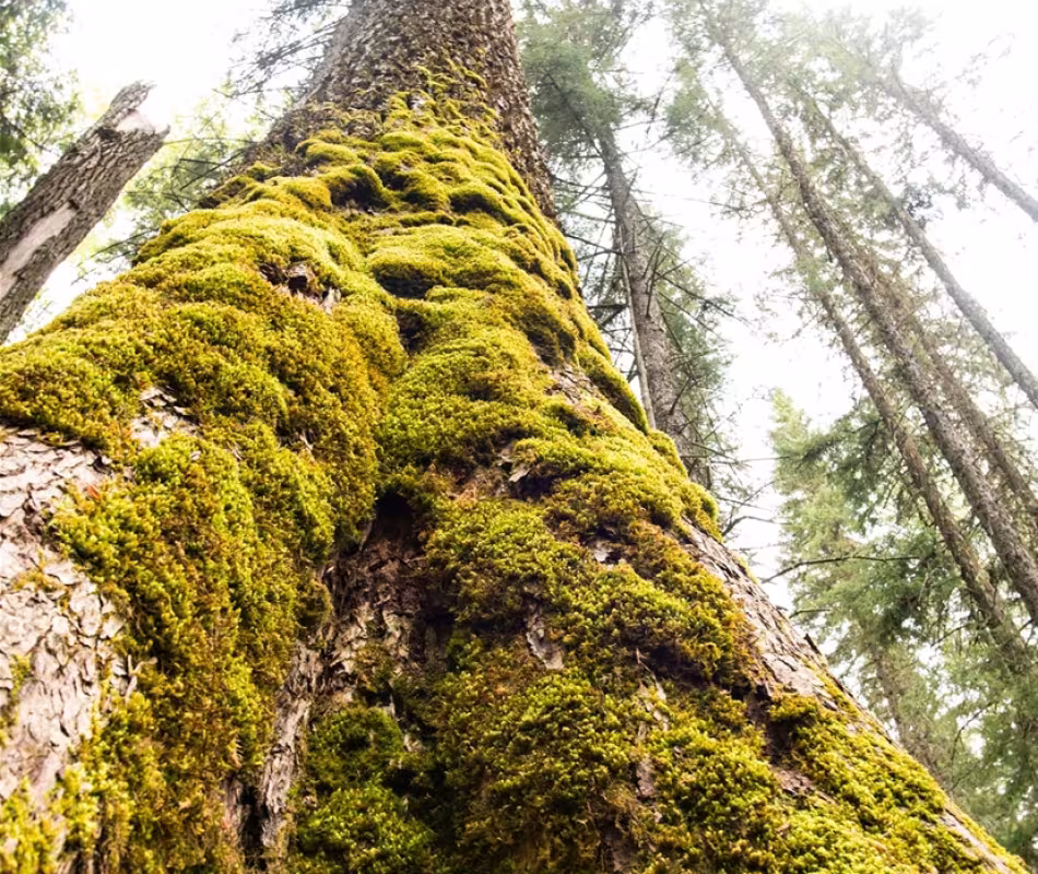 A Walk Back In Time — The Oldest Cottonwood Trees in the World