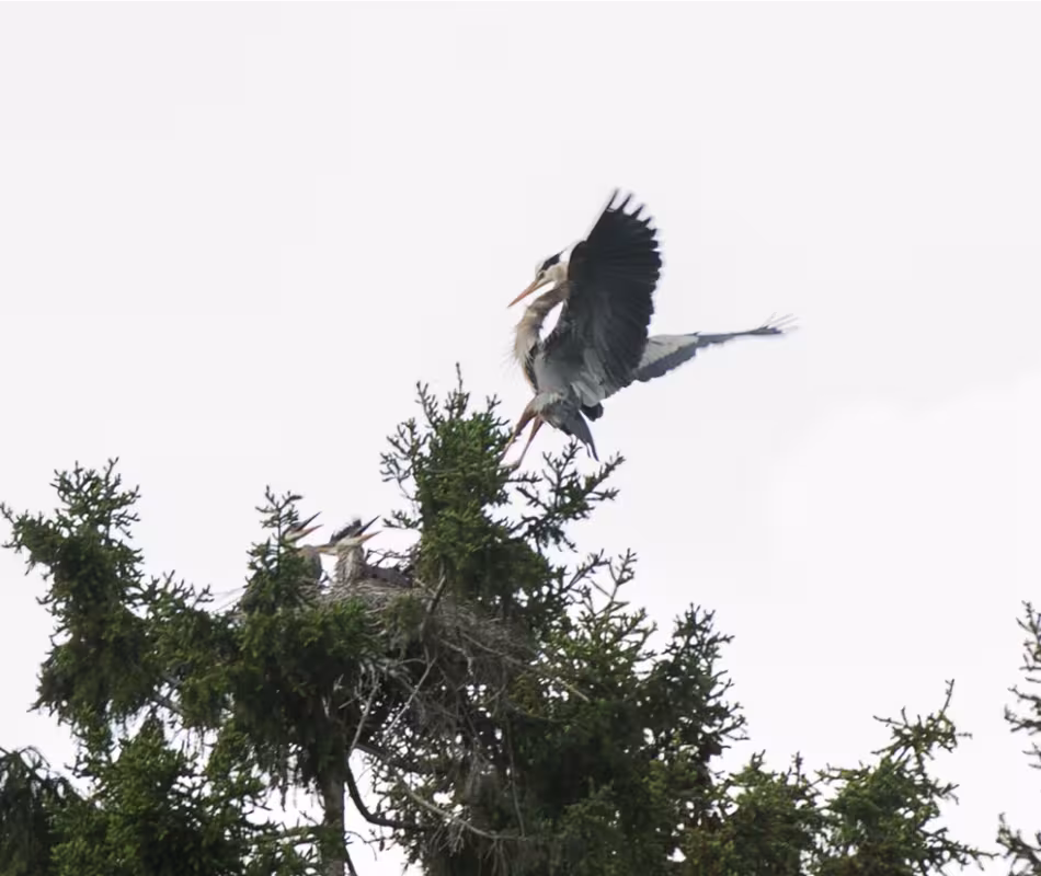 Birding & Wildlife Viewing in Fernie