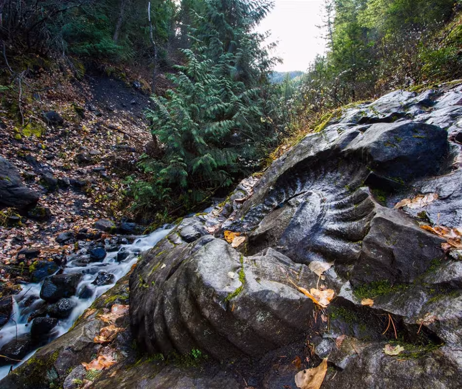 Featured image for Paleo Trails BC