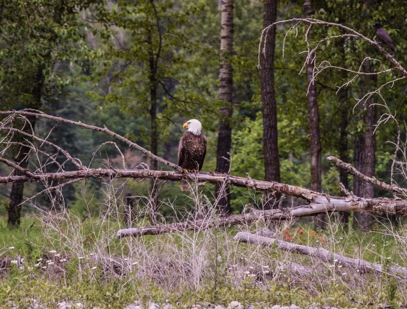 Bald eagle perched on fallen tree in forest clearing.