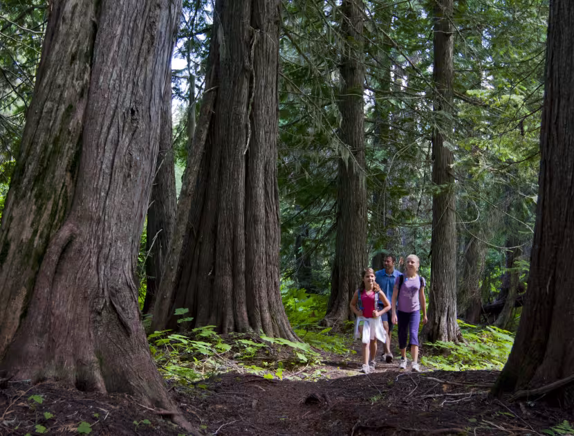 A man and a child standing on a forest path surrounded by tall trees.
