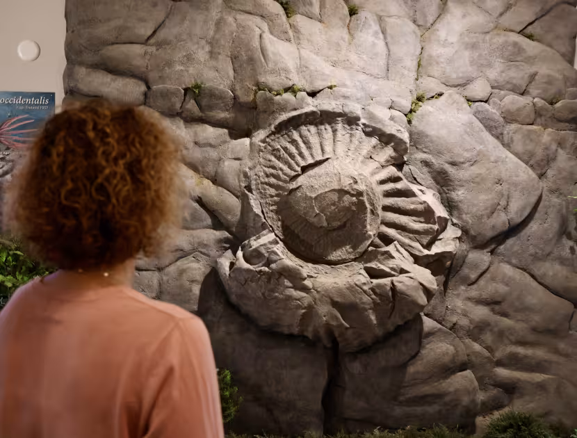 Woman viewing ammonite fossil embedded in stone display.