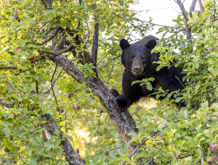 Black bear sitting in tree, surrounded by green leaves and purple fruit.