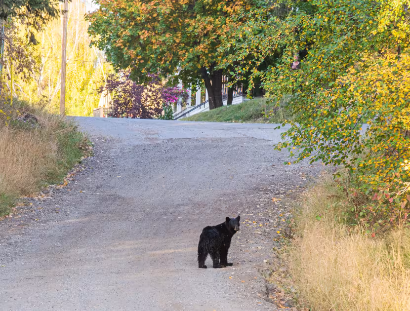 Black bear on a dirt road surrounded by trees and tall grass.