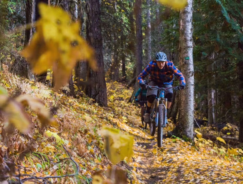 Mountain biker riding down forest trail, surrounded by autumn leaves &amp; trees.