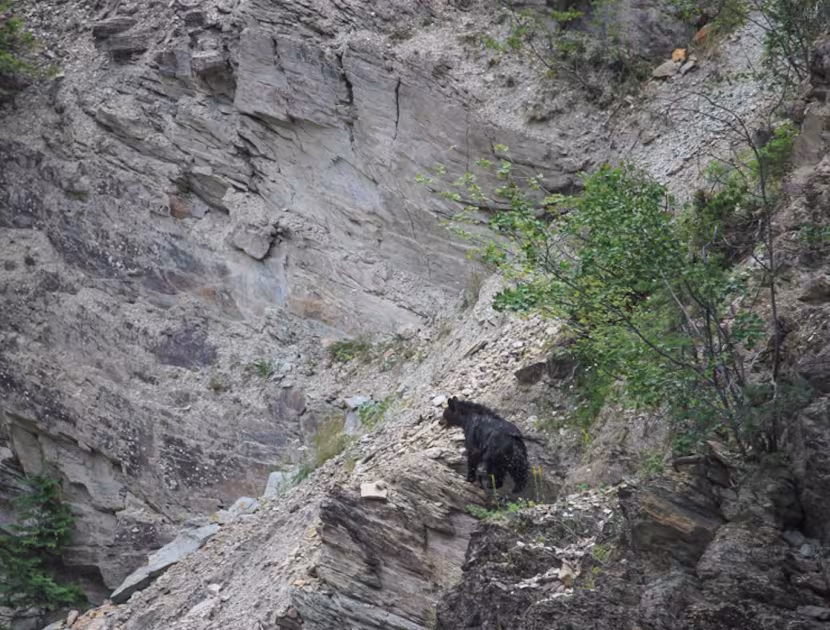 Black bear on a rocky cliffside with sparse greenery.