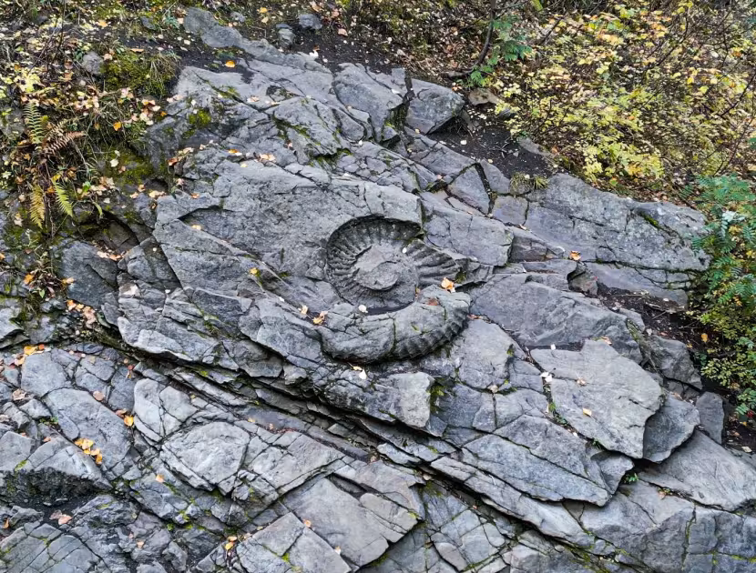 Gray rocky surface with an ammonite fossil, surrounded by green and yellow vegetation.