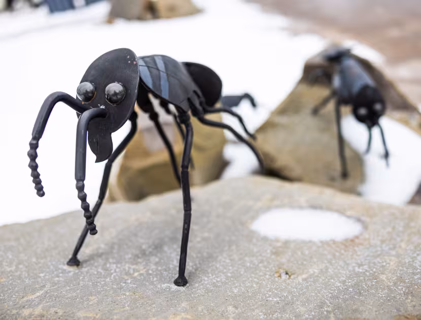 Two black metal sculptures of ants on a rocky surface with snow.