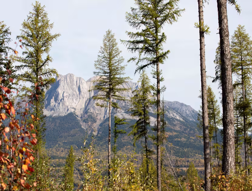 Mountain landscape with evergreen trees and fall colors.