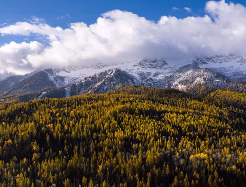 Panoramic view of a forest and snowy mountains under a blue sky with white clouds.
