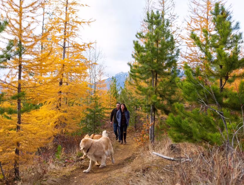 Two people and a dog walking on a dirt path surrounded by evergreen trees and yellow larches..