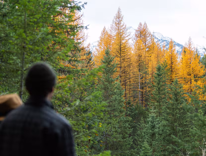 Couple in forest with yellow larches and green trees; man in black, woman in brown hat, facing away from camera.