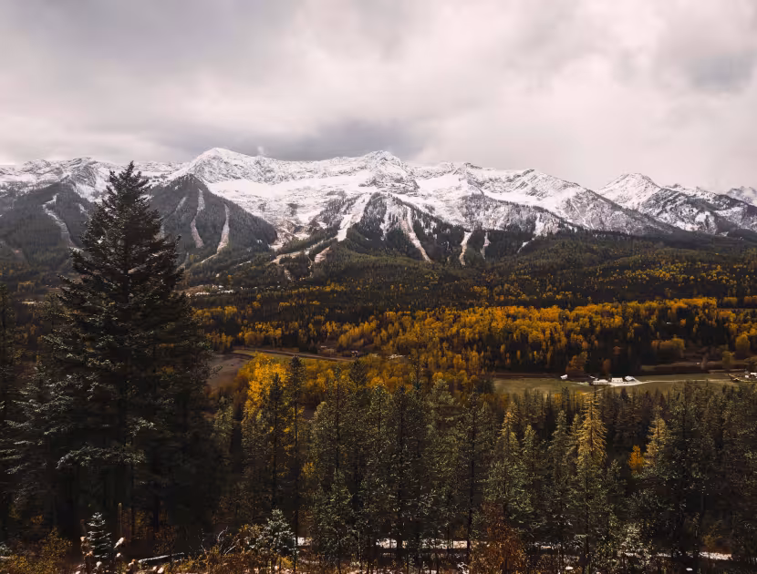 Snow-capped mountains behind a forest with autumn foliage and evergreen trees.
