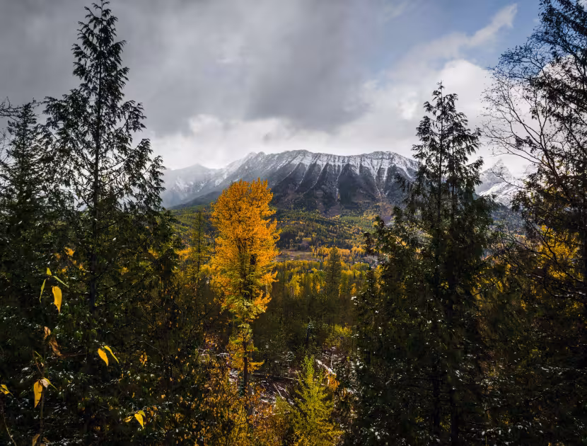 Snow-capped mountain through trees, cloudy sky.