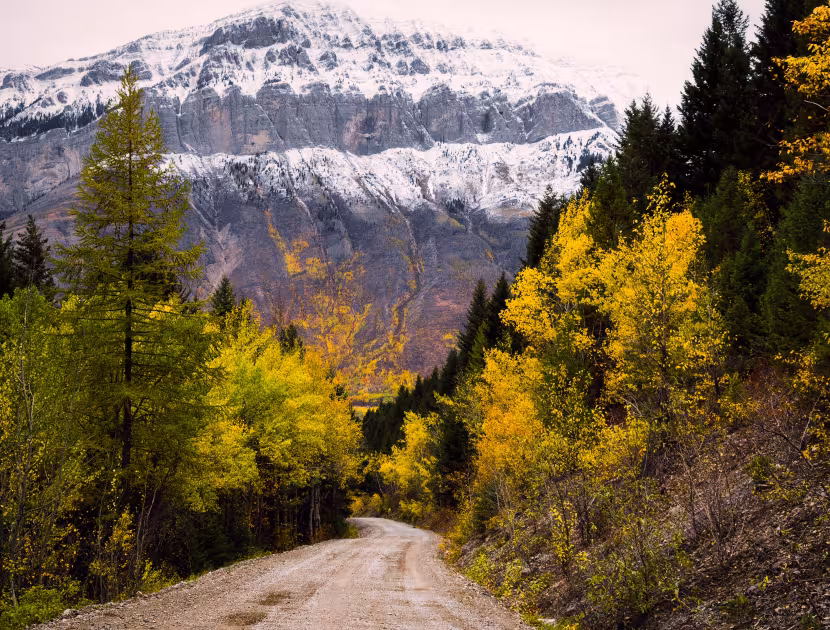 Dirt road winding through autumn trees towards snow-capped mountain.