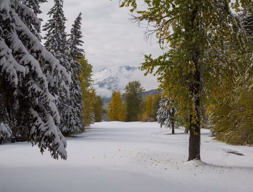 Snow-covered park path lined with evergreen and autumn trees under a cloudy sky