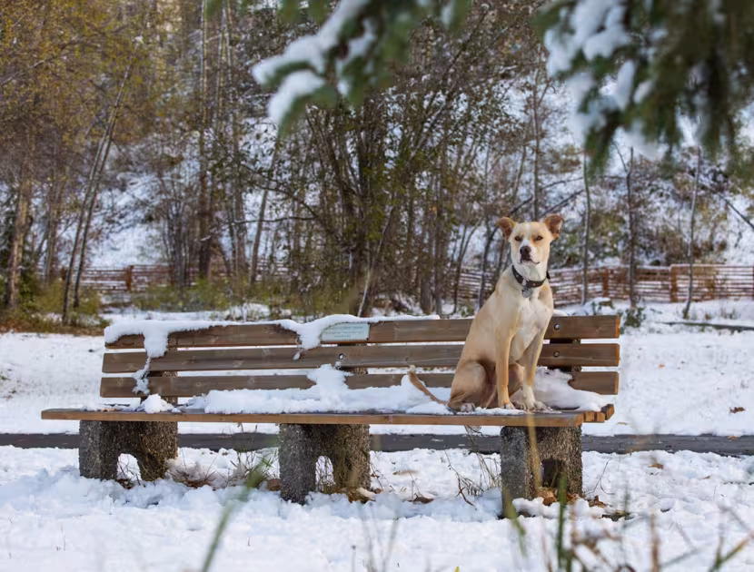Dog sitting on snowy wooden bench in a forest.