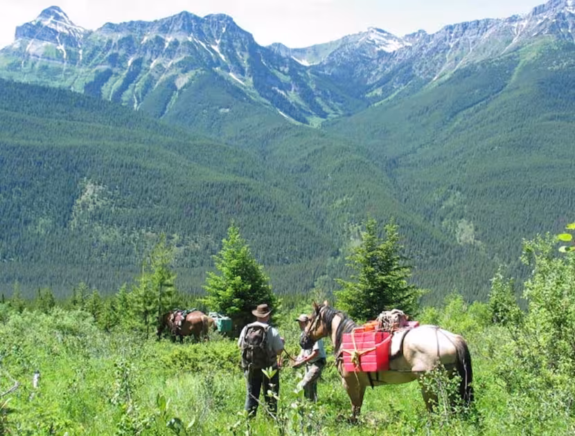 Hikers with horse in mountain meadow, distant mountains.