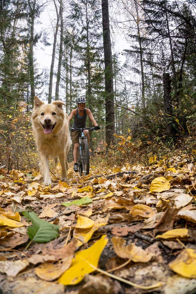 Mountain biking on Fernie trails with a dog during fall season