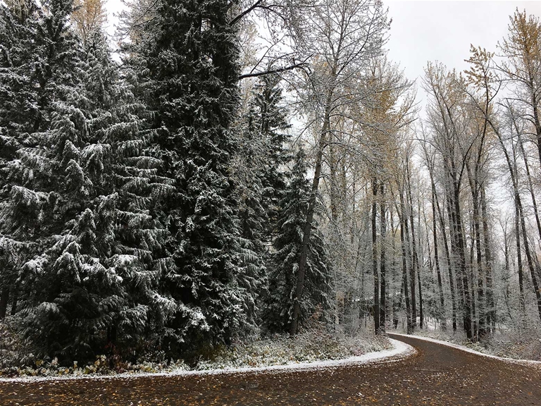 Mt Fernie Provincial Park - early snow in fall season