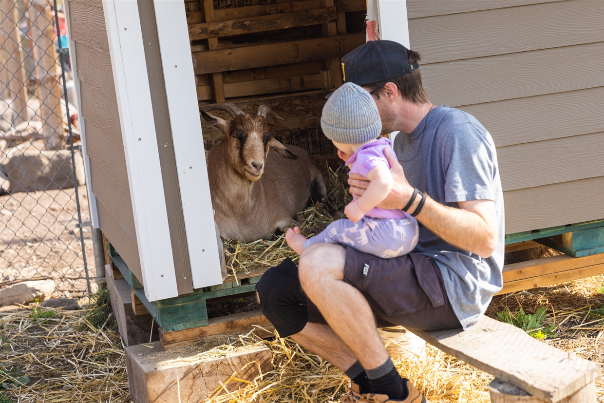 Thanksgiving at Montane Barn - Resident goats