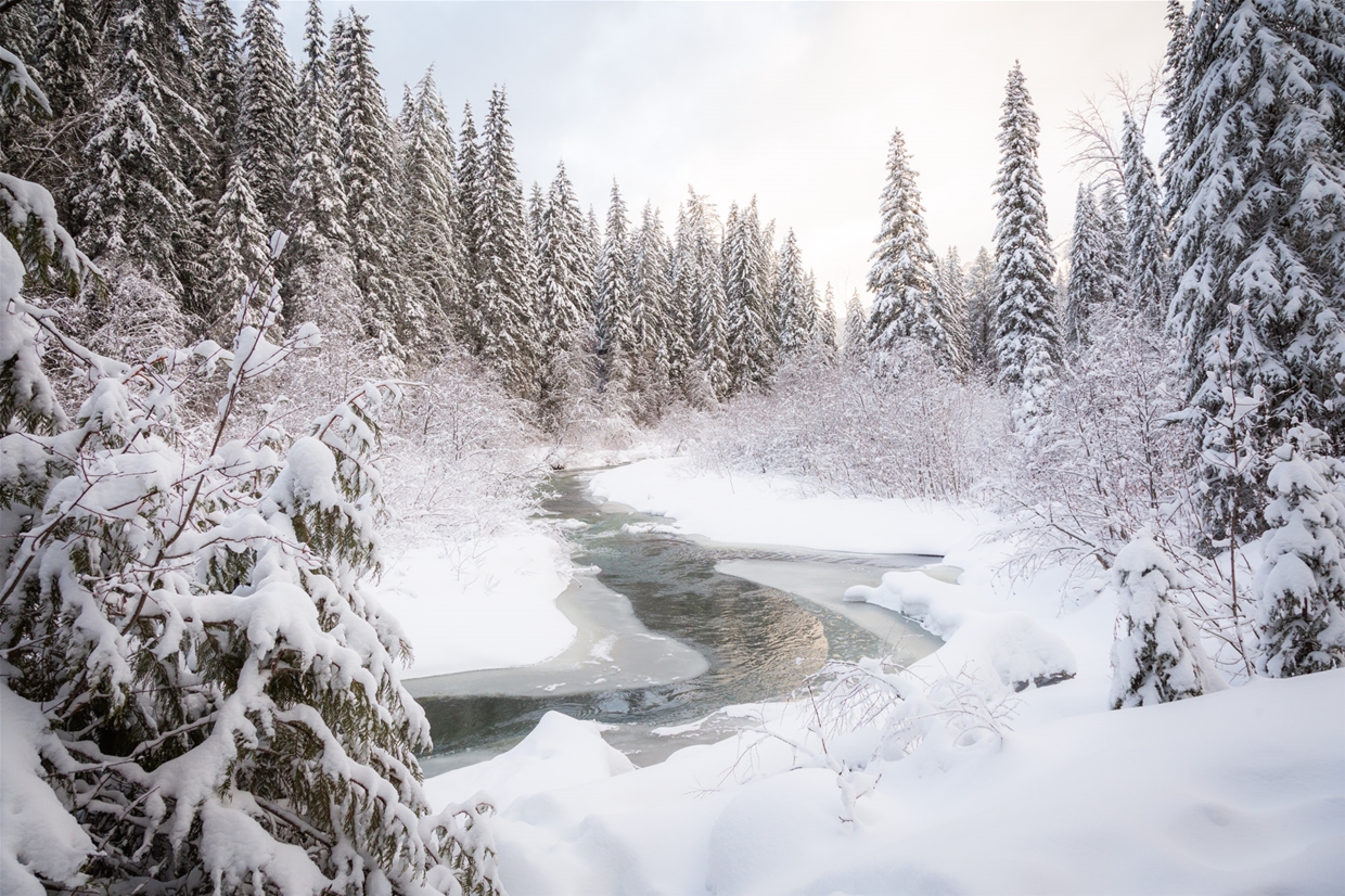 Winter Wonderland in Mt Fernie Provincial Park