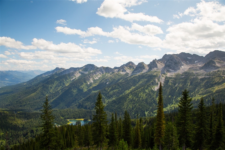 Thick Forest above the Elk Valley