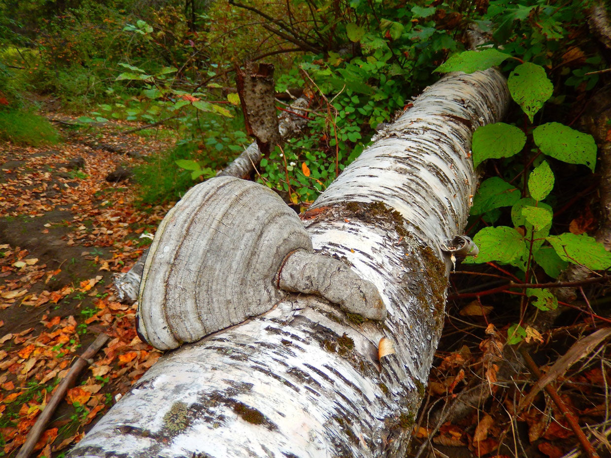 Cottonwood Trail