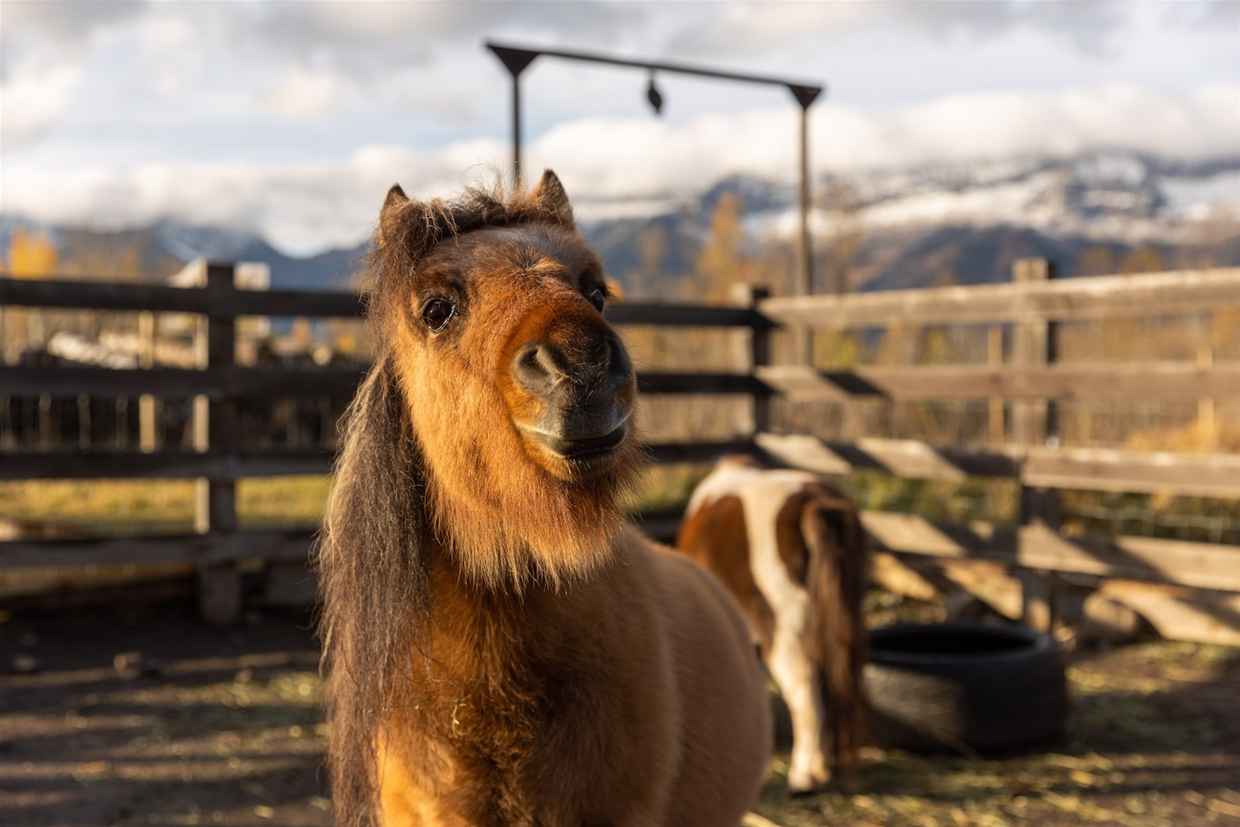 Meet the miniature ponies of the Fernie Therapeutic Horse & Pony Club