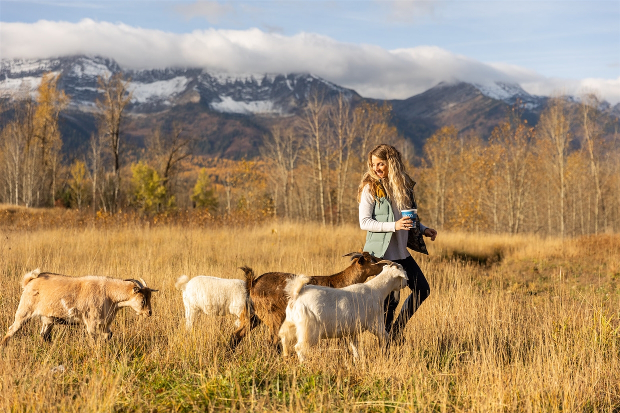The myotonic fainting goats take regular walks on the property
