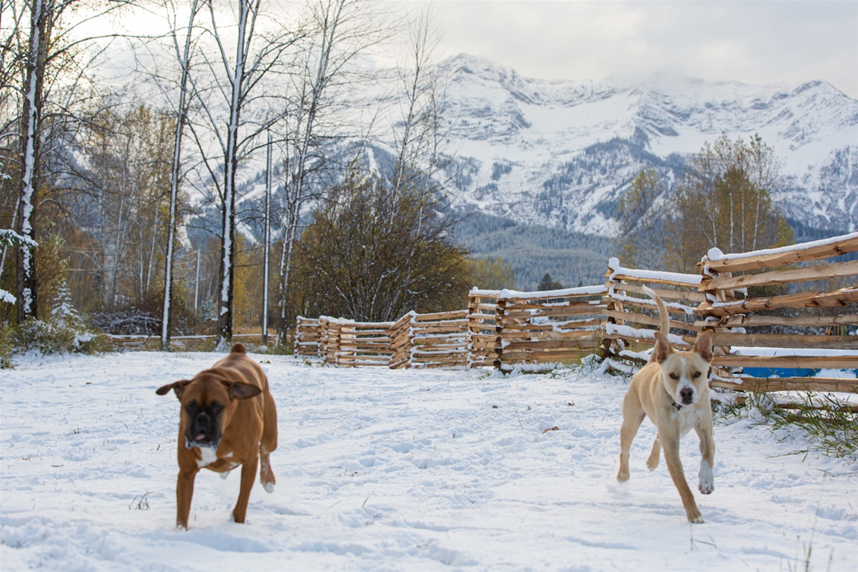 The Fernie Pet Society manages the park and welcomes all well-behaved dogs