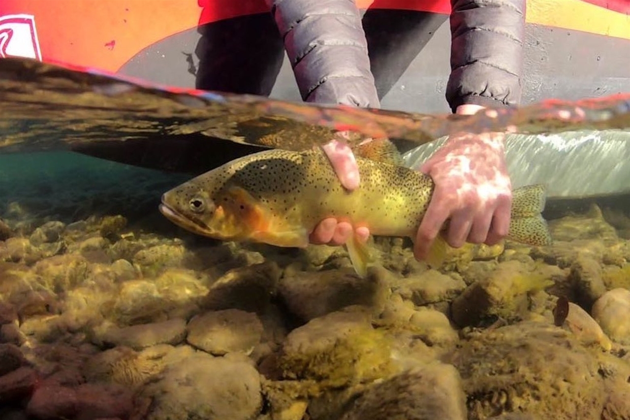 Catch monster bull trout and pure strain west slope cutthroats