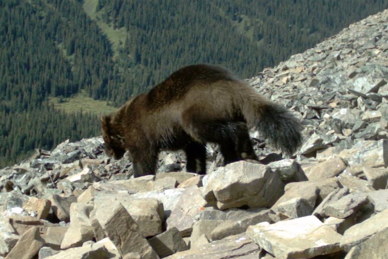 Film Screening: Chasing a Trace: Wolverines in the Wild